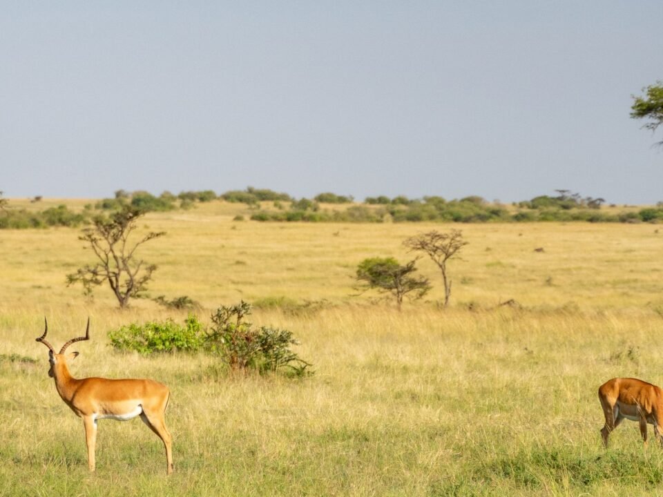 12 Days Tanzania Great Migration and Zanzibar Safari