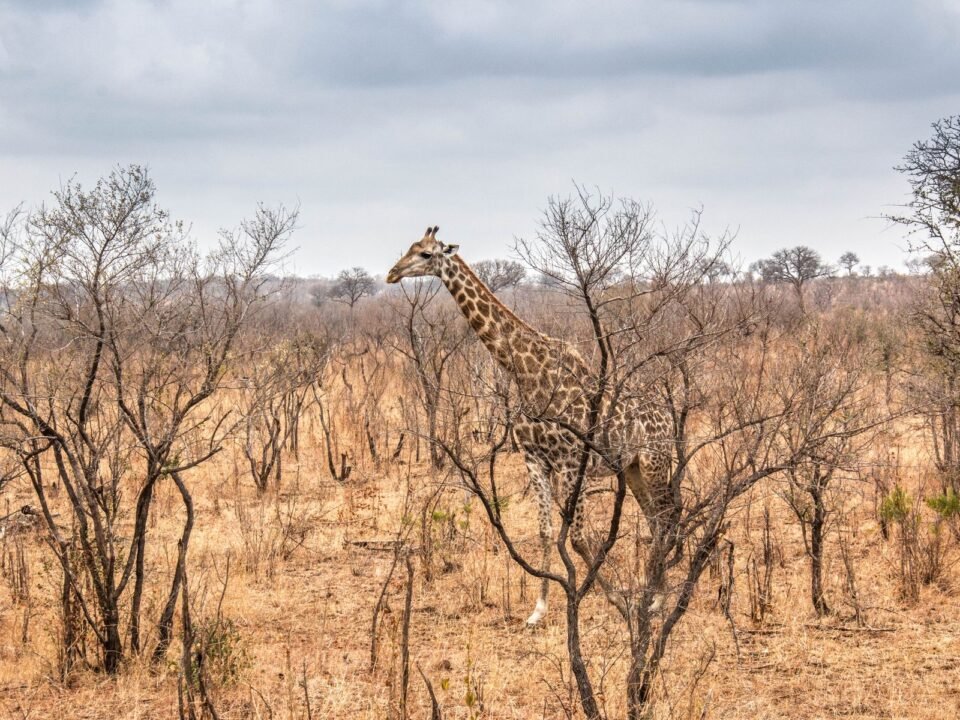 8 Days Rwanda and Burundi Discovery Safari