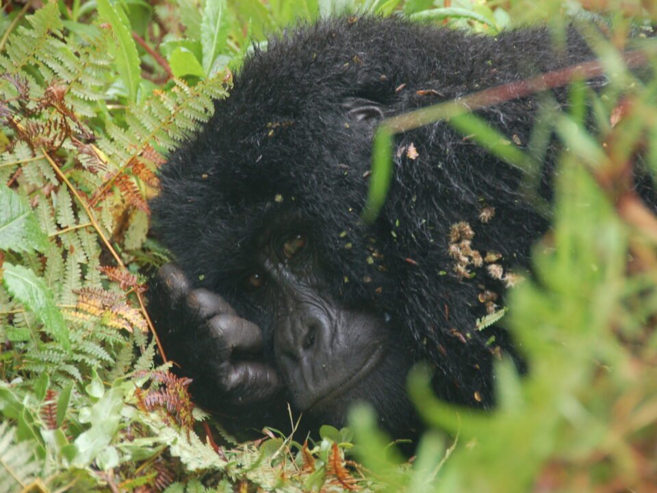 7 Days Uganda and Rwanda Gorilla Trekking Safari