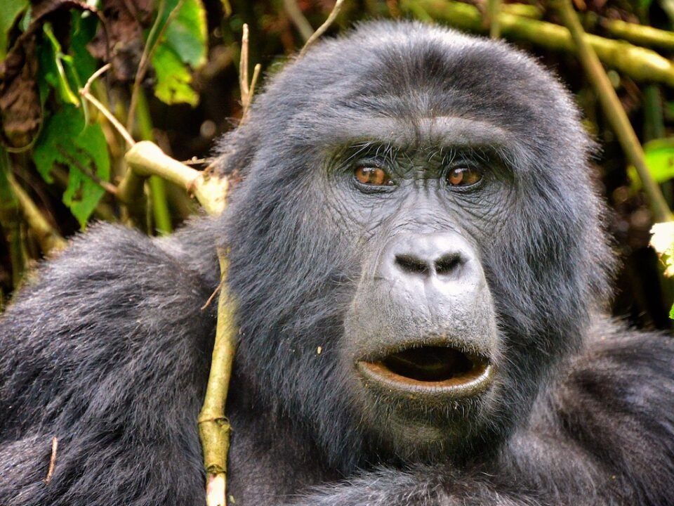 10 Days Uganda and Rwanda Primates and Wildlife Safari