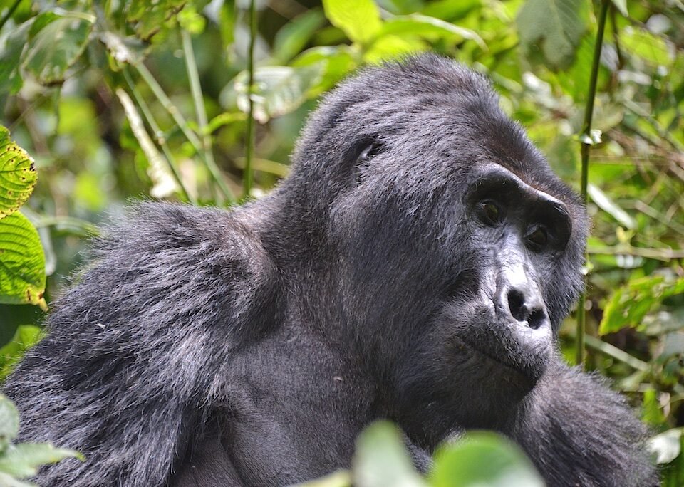 12 Days Uganda Rwanda and Kenya Safari