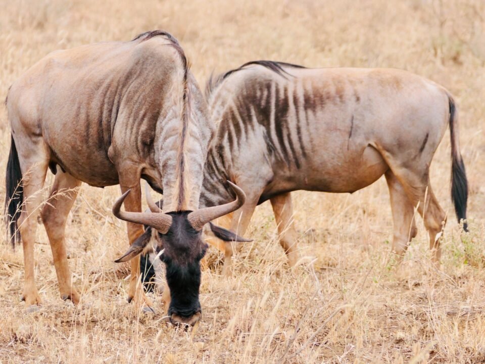 14 Days Kenya and Tanzania Great Migration Safari