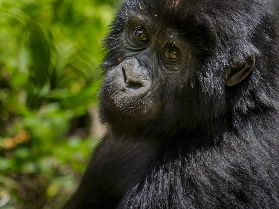 15 Days Uganda Gorillas and Tanzania Wildlife Safari