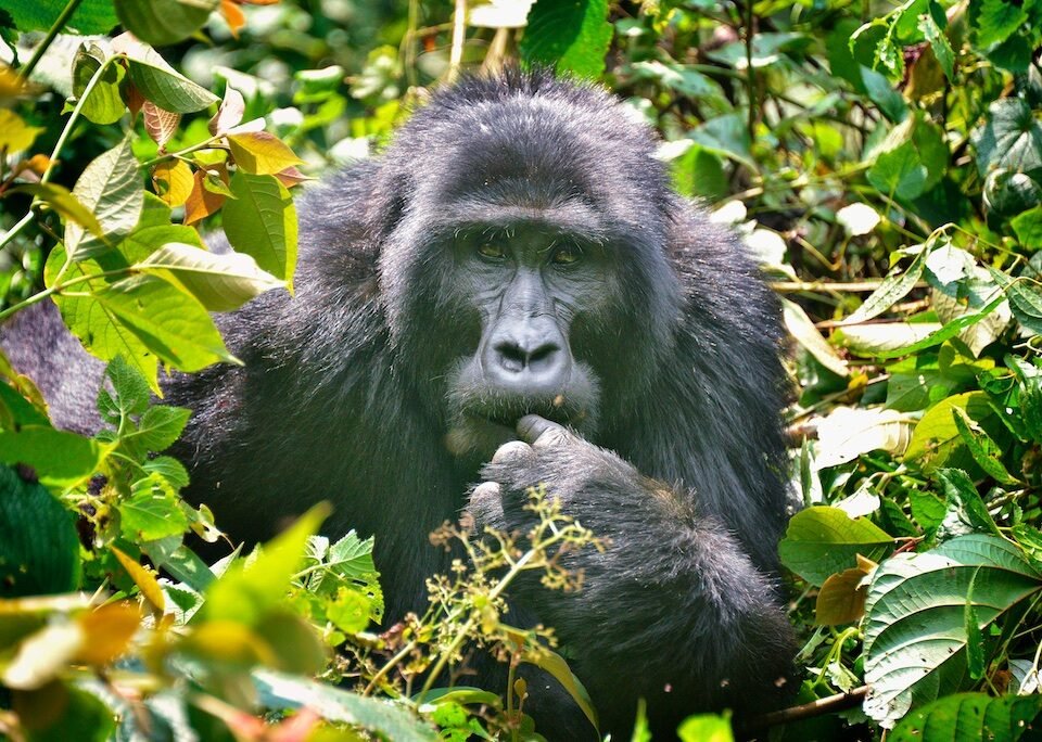 18 Days Ultimate East Africa Safari and Zanzibar
