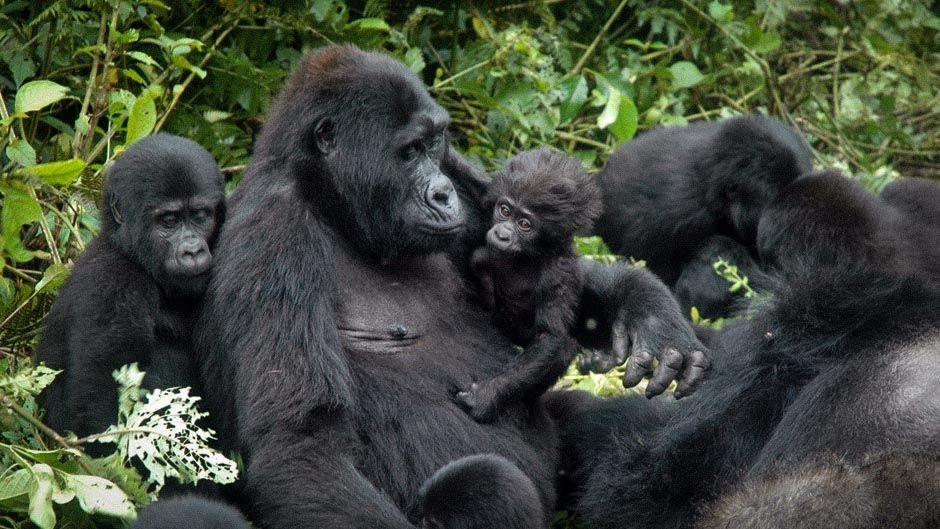 24 Days Grand East Africa Gorilla Wildlife and Beach Safari