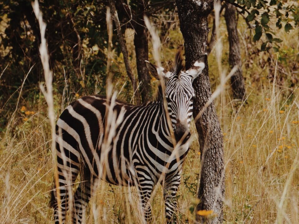 6 Days Rwanda Volcanoes, Akagera & Lake Kivu Safari
