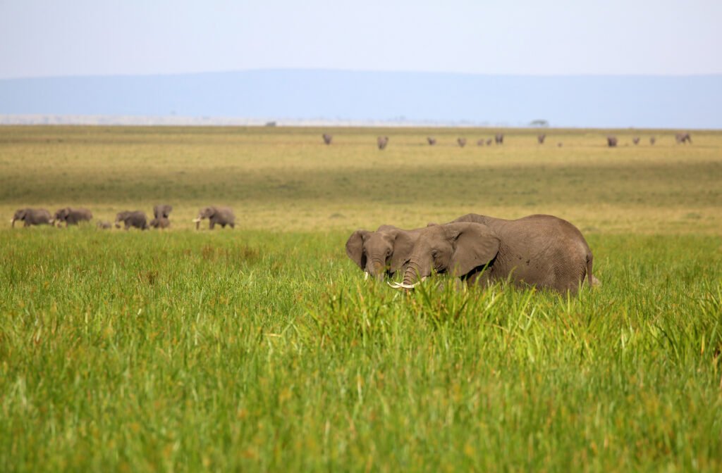 7 Days Kenya Maasai Mara, Amboseli & Lake Nakuru Safari