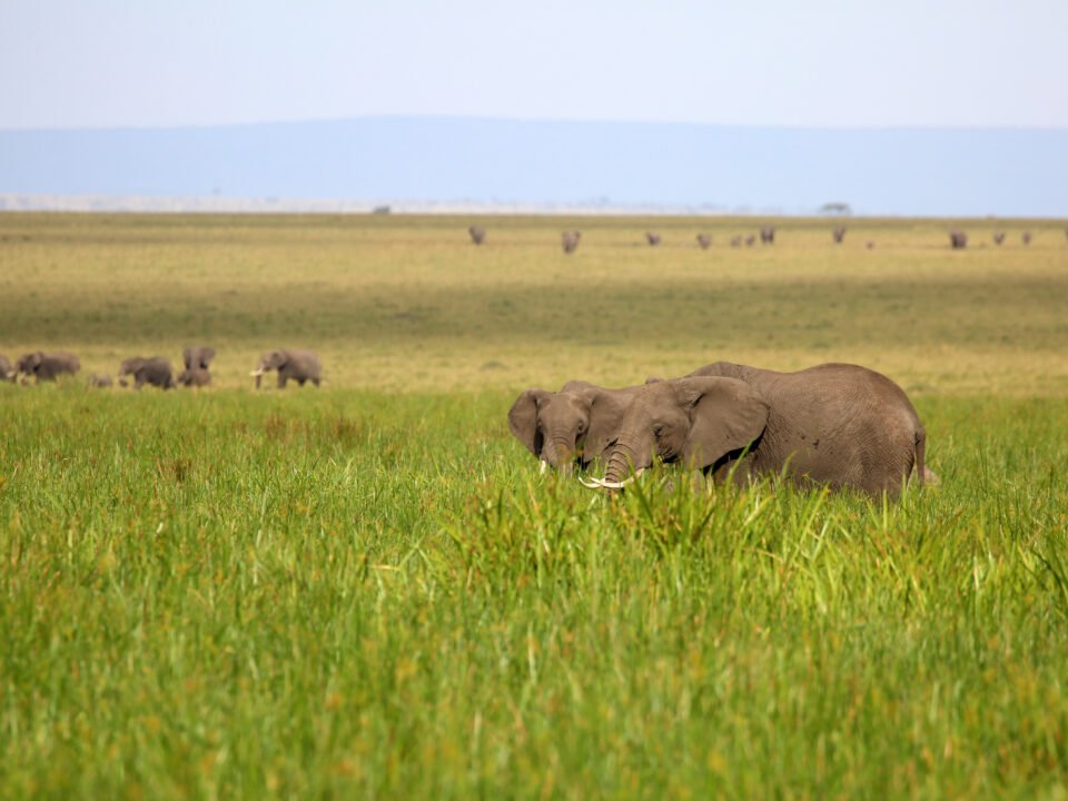 7 Days Kenya Maasai Mara, Amboseli & Lake Nakuru Safari