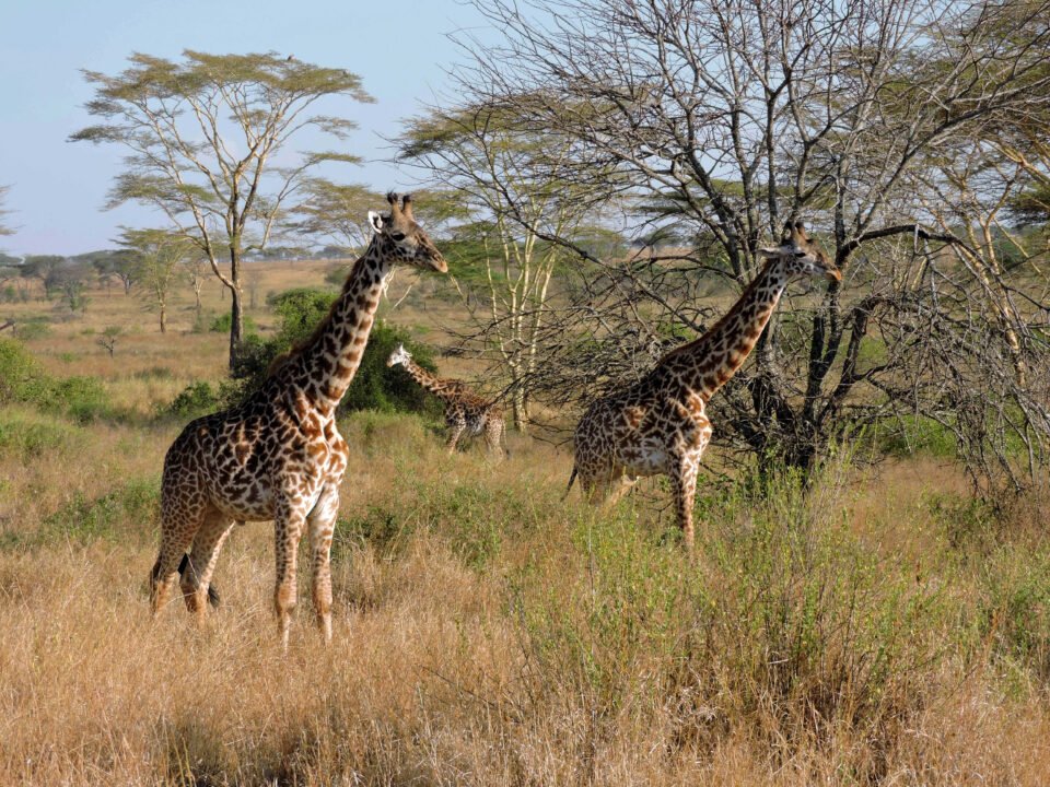 4 Days Tanzania Tarangire, Ngorongoro & Serengeti Safari