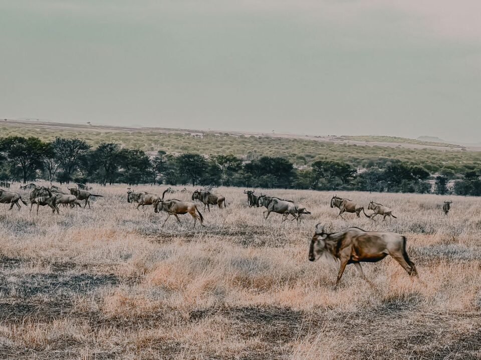 8 Days Tanzania Serengeti Migration & Northern Circuit Safari