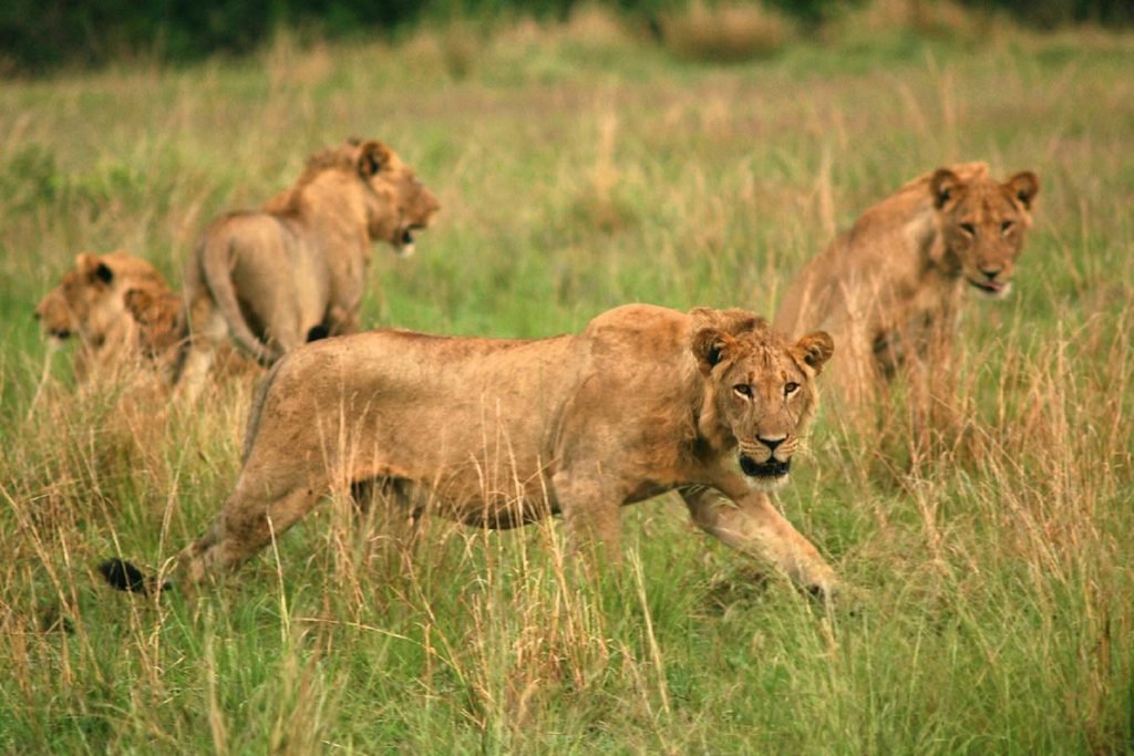 luxury uganda national parks