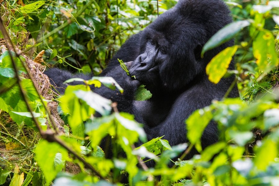 The Ultimate Gorilla and Big five