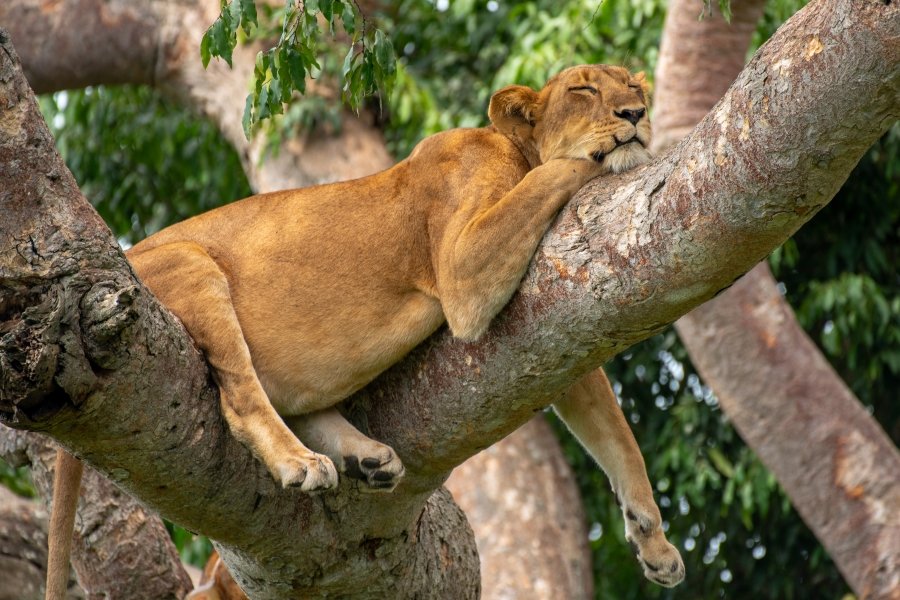 Game Drives in Queen Elizabeth National Park;1 Favourate Encounter