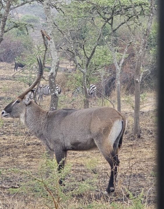 What Are Waterbucks? 1 Best Guide